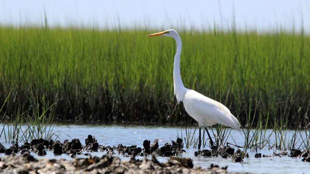 Great egret walking along oyster bed in Islands of Rockport