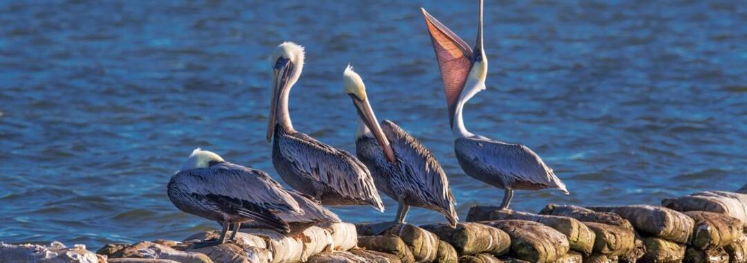 Our Waterfront Community Offers a Dream Lifestyle